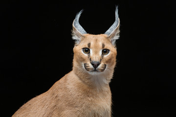 Fototapeta premium Beautiful caracal lynx over black background