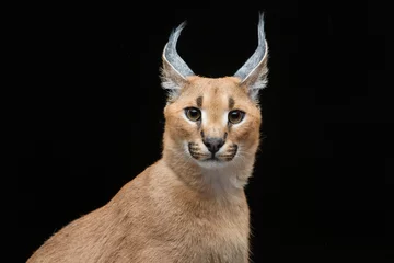 Poster Mooie caracal lynx op zwarte achtergrond © svetography