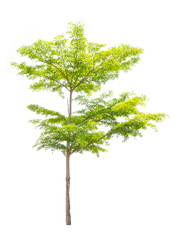 Obraz premium Isolated tree on white background..
