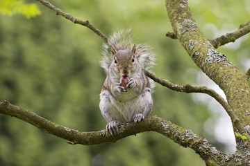 Squirrel on the tree