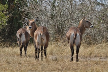 Beautiful antilope in the nature habitat, green grassland, african nature, wild africa, african wildlife, savanah
