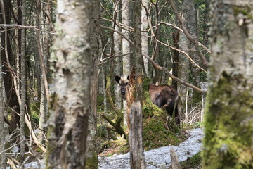 ニホンカモシカ