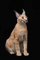 Naklejka premium Beautiful caracal lynx over black background
