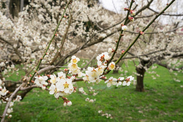 梅の花