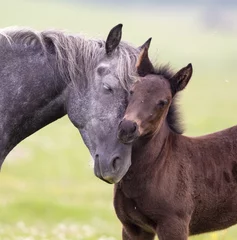 Fotobehang Horse and foal love and care © Budimir Jevtic