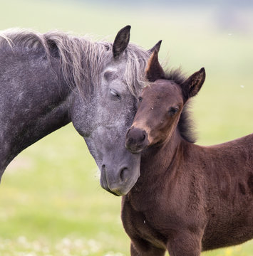 Fototapeta Horse and foal love and care