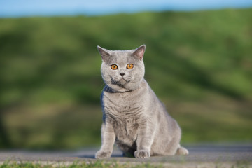 british shorthair cat sitting outdoors in summer