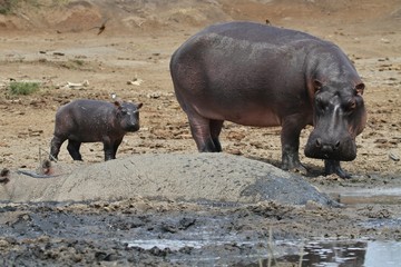 Hippos in the beautiful nature habitat, this is africa, african wildlife, endangered species, green lake