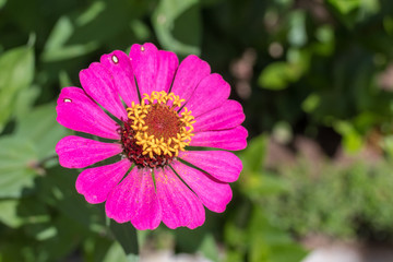 Obraz premium Beautiful floral flowers background, outside nature flowers in the park of Bali island, Indonesia.