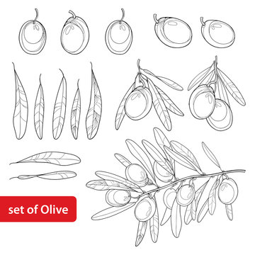 Vector set with outline Olive, bunch, fruit and leaves in black isolated on white background. Olive branch in contour style for healthcare design, food menu, natural cosmetic and coloring book.