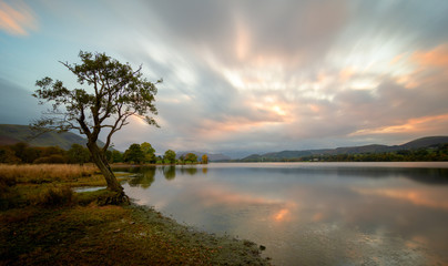 Fototapeta na wymiar Tree at Ullswater lake in the Lake District, UK