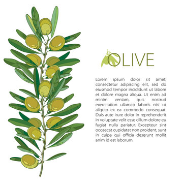 Vector template with outline green Olive, unripe fruits and leaves isolated on white background. Olive branch in contour style for healthcare, food menu or natural cosmetic design.