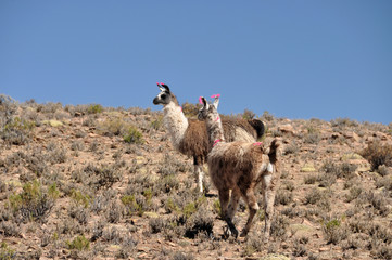 Bolivia - Salar d'Uyuni
