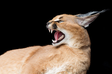 Obraz premium Beautiful caracal lynx over black background