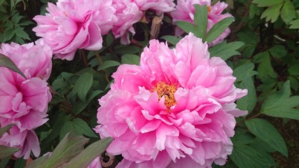 Obraz premium 牡丹