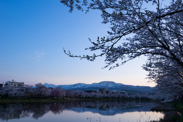 Fototapeta na wymiar 高田公園の桜