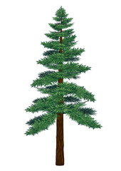 Pine tree vector on white background.Pine tree by hand drawing.