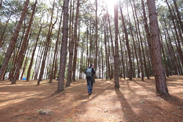 Man stand and Pine forest in Phu Hin Rong Kla National Park, thailand