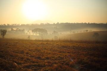 Meadow and Fog
