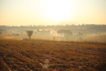 Meadow and Fog