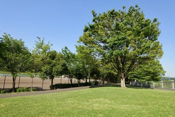 多摩の新緑