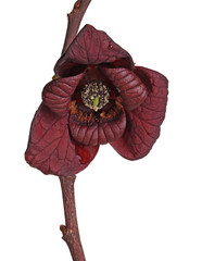 Brownish-red, stemless flower of a pawpaw isolated on white © sbgoodwin