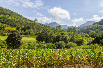 Fototapeta na wymiar Corn plantation in valley