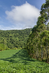 Fototapeta na wymiar Soy plantation and Eucalyptus forest