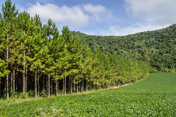 Fototapeta na wymiar Soy plantation and Pine forest