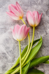 Pink tulips flowers