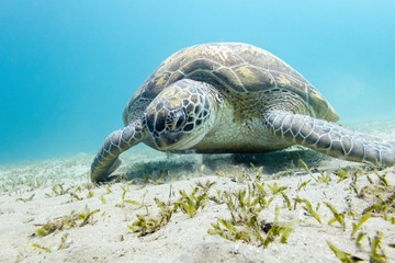 Meeresschildkröte unterwasser