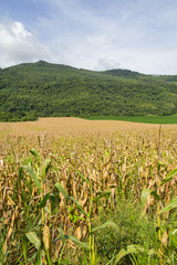 Fototapeta na wymiar Forest and Corn plantation