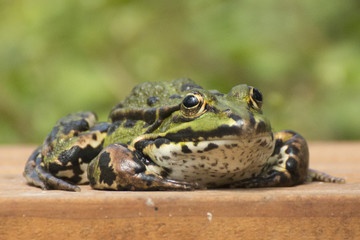 Frosch am Teich