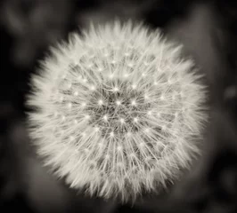 Rolgordijnen Dandelion © Jonathan