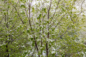 Snowfall with rain in the Moscow city park at the beginning of warm may
