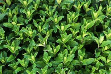 Mint  is a genus of plants in the family Lamiaceae