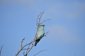 Light blue bird