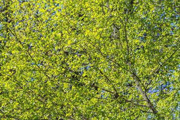 Young birch leaves in mass. Green background.