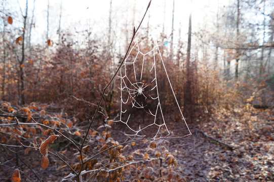 benebeltes Spinnennetz