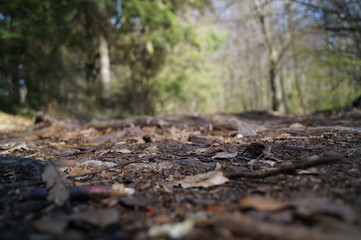 Erdboden