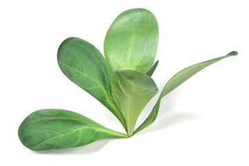 realistic 3d render of lettuce on white backround