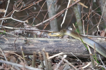 Äskulapnatter in der Wachau