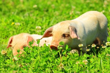 Cute piglets on grass