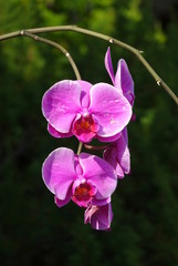 Tropical Butterfly Orchids