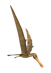 3D Rendering Pterodactyl Anhanguera on White © photosvac