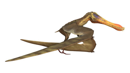 3D Rendering Pterodactyl Anhanguera on White © photosvac
