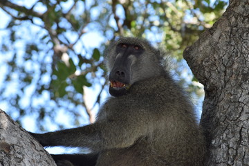 Baboon in tree 4
