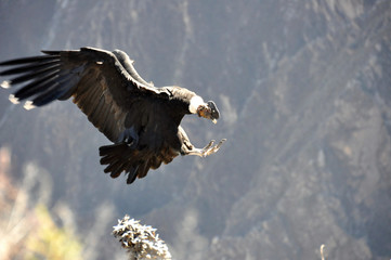 Peru - Aréquipa - Condors