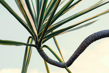 Green leaves nature background