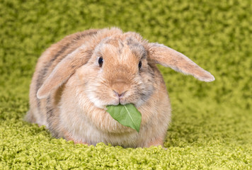 Kaninchen